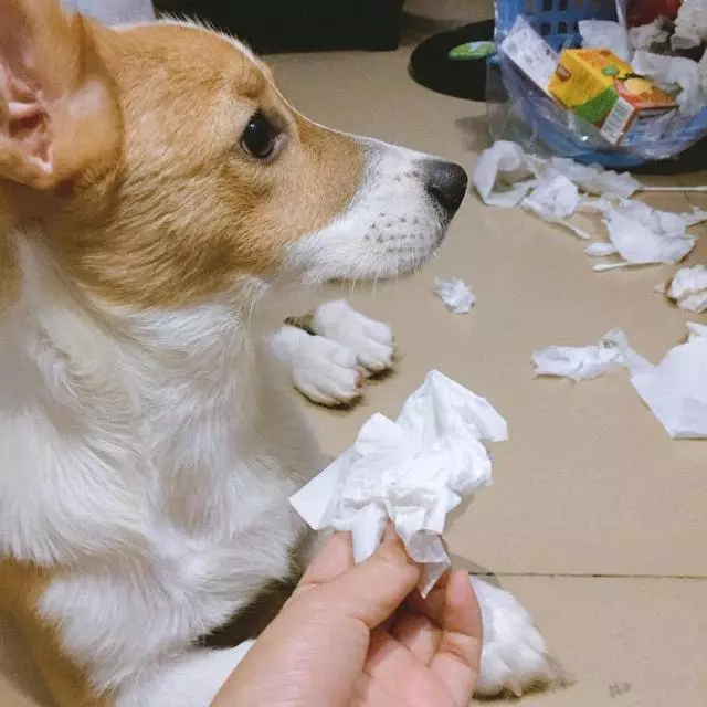 各品種狗狗運動量詳解,你遛對了嗎