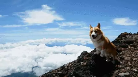 各品種狗狗運動量詳解,你遛對了嗎