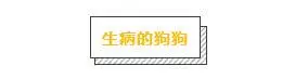 各品種狗狗運動量詳解,你遛對了嗎