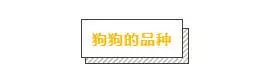 各品種狗狗運動量詳解,你遛對了嗎