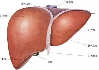 超神奇!經常喝酒、黑眼圈、指甲有條紋的人肝不好?經常喝這個【 解鬱茶】,肝病一星期見效!