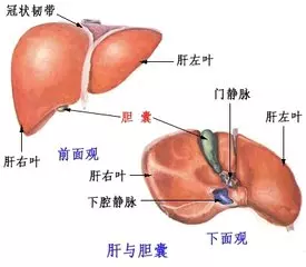 超神奇!經常喝酒、黑眼圈、指甲有條紋的人肝不好?經常喝這個【 解鬱茶】,肝病一星期見效!