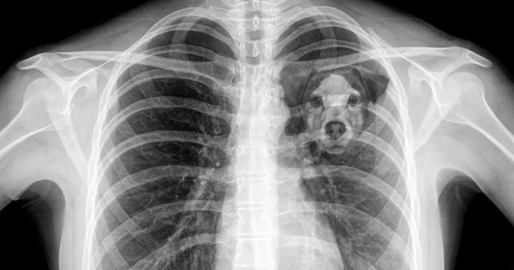 為何失去狗狗「會感到撕心裂肺」 科學家的解答讓主人猛點頭:沒錯