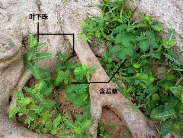 「葉下珠」被譽為「守護肝臟界藥王」,排毒去水腫,解酒護肝臟,效果超厲害!