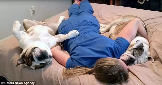 護理師馬麻一回家就累癱 2隻鬥牛犬鵝子神同步:我們陪妳~