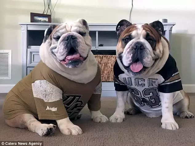 護理師馬麻一回家就累癱 2隻鬥牛犬鵝子神同步:我們陪妳~