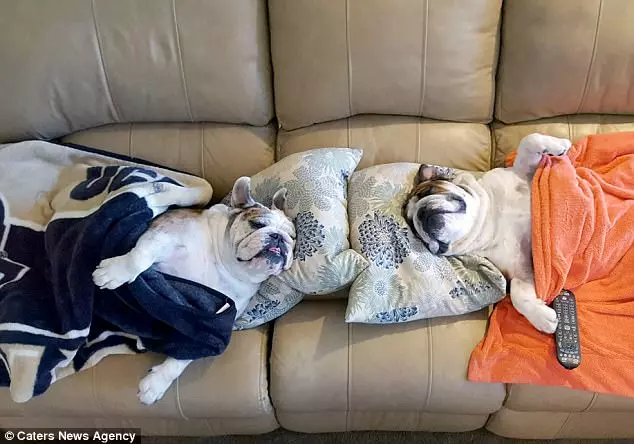 護理師馬麻一回家就累癱 2隻鬥牛犬鵝子神同步:我們陪妳~