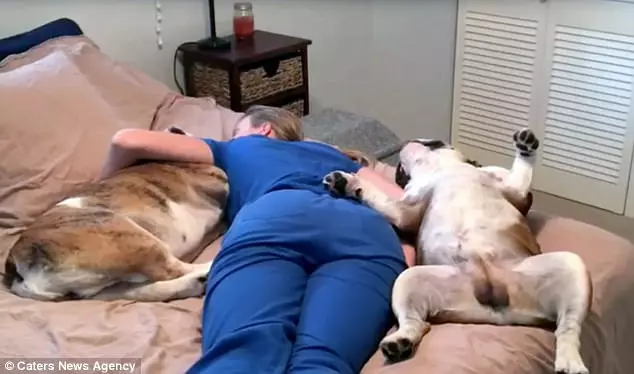 護理師馬麻一回家就累癱 2隻鬥牛犬鵝子神同步:我們陪妳~