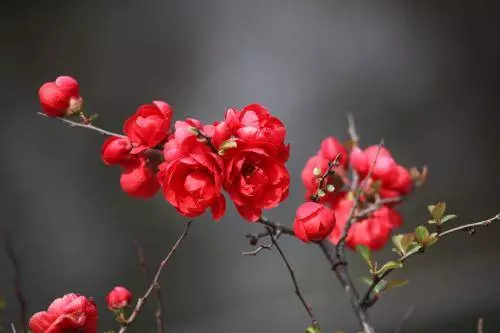 1月3號起,苦盡甘來,有橫財大運加身,錢財如雨的5大生肖!