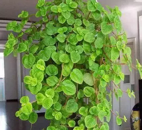 這3種「吸毒草」,二手菸很害怕,養1盆全家人健康