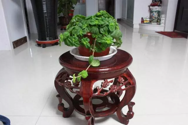 這3種「吸毒草」,二手菸很害怕,養1盆全家人健康