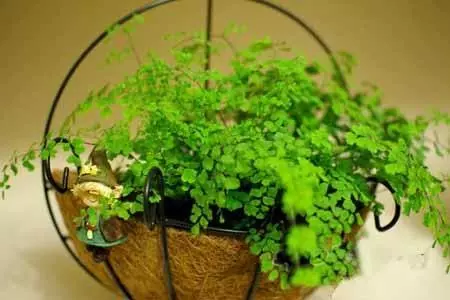 這3種「吸毒草」,二手菸很害怕,養1盆全家人健康