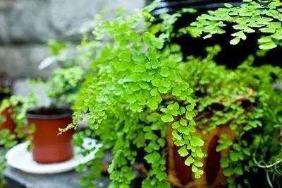 這3種「吸毒草」,二手菸很害怕,養1盆全家人健康