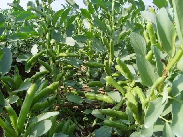 農村用它當柴燒,籽可以做枕頭助失眠,葉子用來做豆瓣醬是一絕