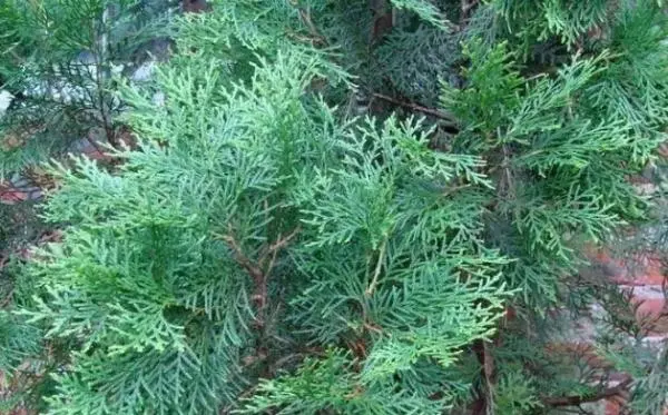 花不到五塊錢就能治你的白髮,用它洗頭,白髮慢慢變黑(為自己未來及家中長者收藏吧!)