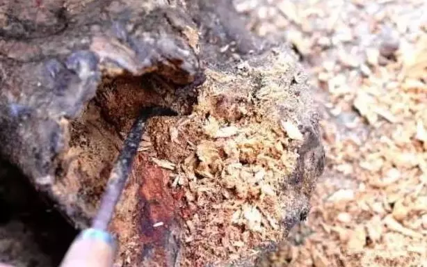 小夥回家路遇爬滿白蟻爛木頭,撿回家中精心清理,網友:恭喜你發財了