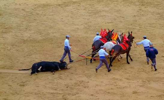 「鬥牛士」的醒悟:我不想傷害你,儘管我已被你所傷