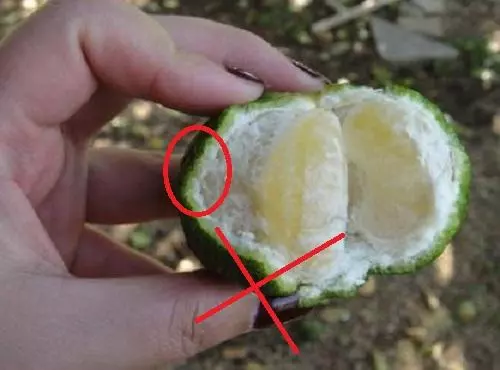 橘子還分公母?母橘子才更好吃!果農教你3個小竅門,一挑一個準