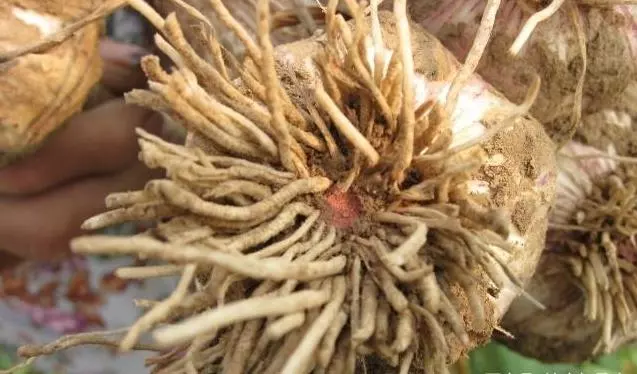 天然「青黴素」,經常吃點,消炎殺菌、清血管、防感冒