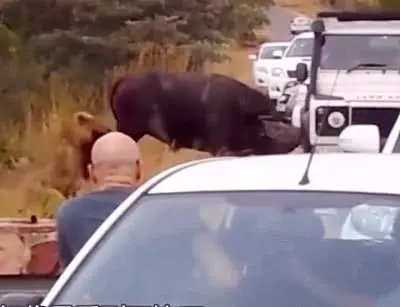 野牛受到雄獅的攻擊,為了求生,野牛的舉動讓旁邊拍攝的車主抓狂