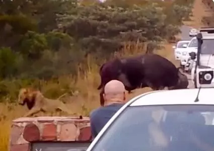 野牛受到雄獅的攻擊,為了求生,野牛的舉動讓旁邊拍攝的車主抓狂