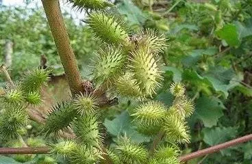被鼻炎折磨了 39 年,原來蒼耳子才是鼻炎的剋星,輕鬆搞定!