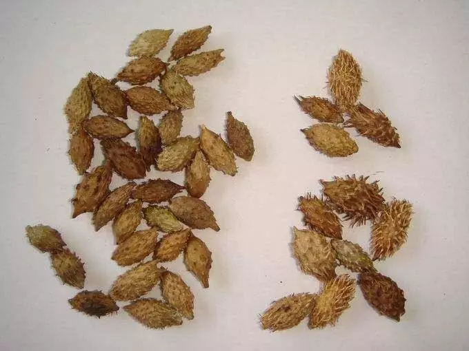 被鼻炎折磨了 39 年,原來蒼耳子才是鼻炎的剋星,輕鬆搞定!