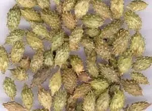 被鼻炎折磨了 39 年,原來蒼耳子才是鼻炎的剋星,輕鬆搞定!