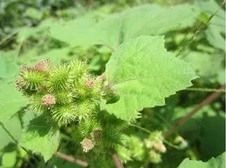 被鼻炎折磨了 39 年,原來蒼耳子才是鼻炎的剋星,輕鬆搞定!