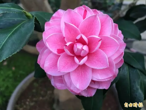 賞花之旅來了!大溪茶花節報名開跑 9種農事體驗全部免費