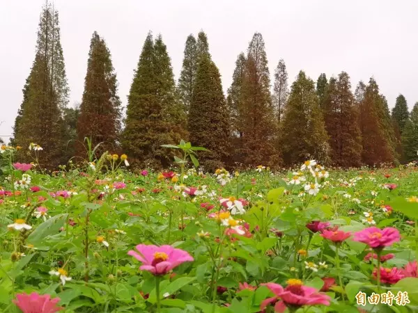 賞花之旅來了!大溪茶花節報名開跑 9種農事體驗全部免費
