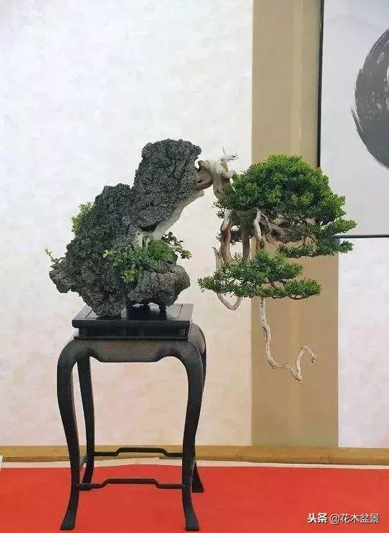 價值幾十萬的附石盆景!太美了!