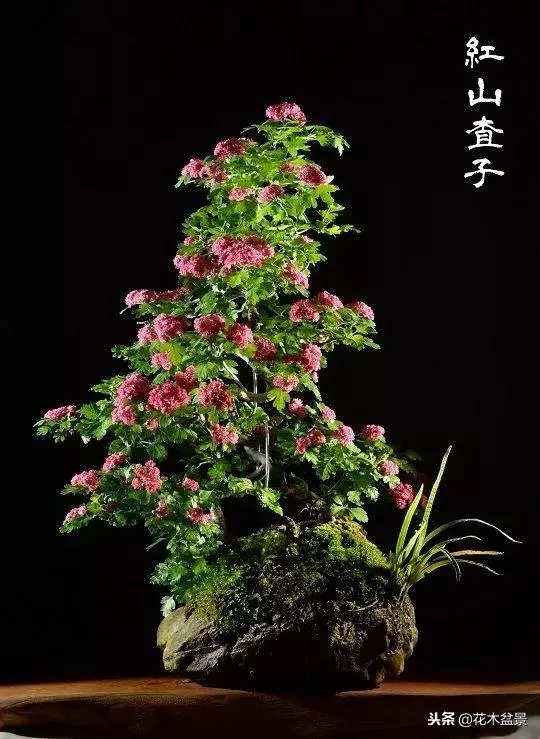 價值幾十萬的附石盆景!太美了!