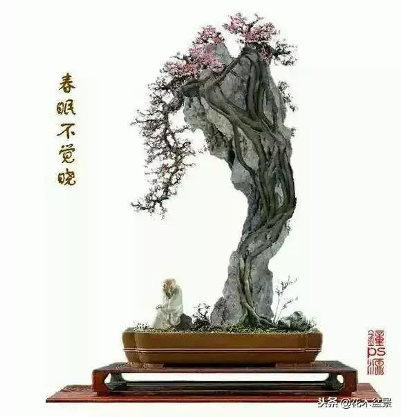 價值幾十萬的附石盆景!太美了!