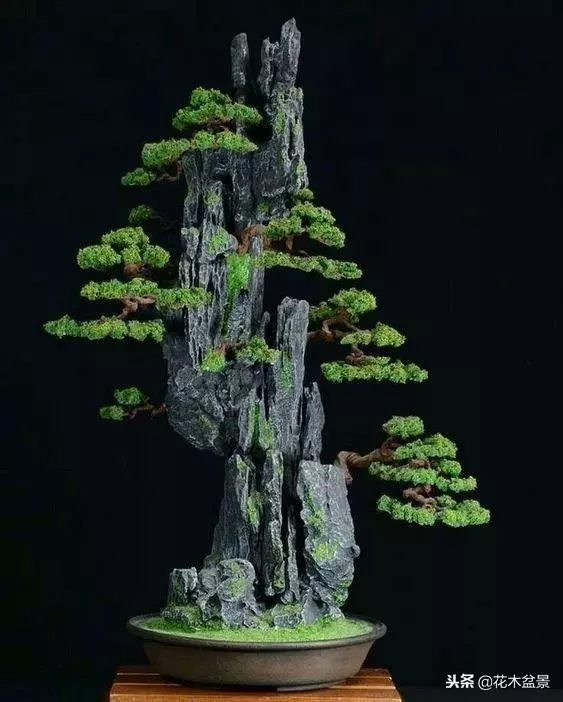 價值幾十萬的附石盆景!太美了!