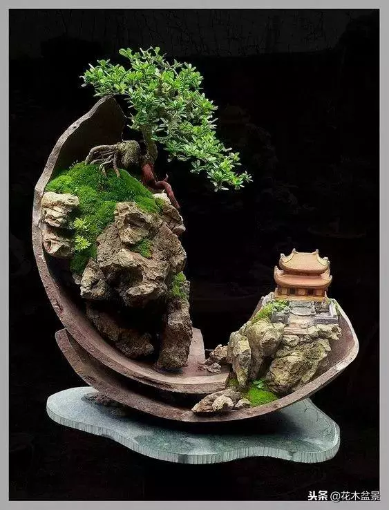 價值幾十萬的附石盆景!太美了!