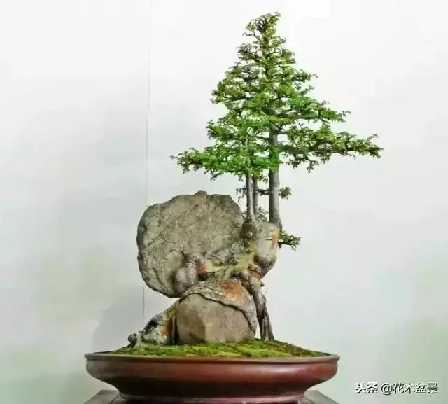 價值幾十萬的附石盆景!太美了!