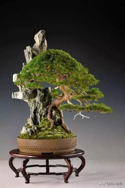 價值幾十萬的附石盆景!太美了!