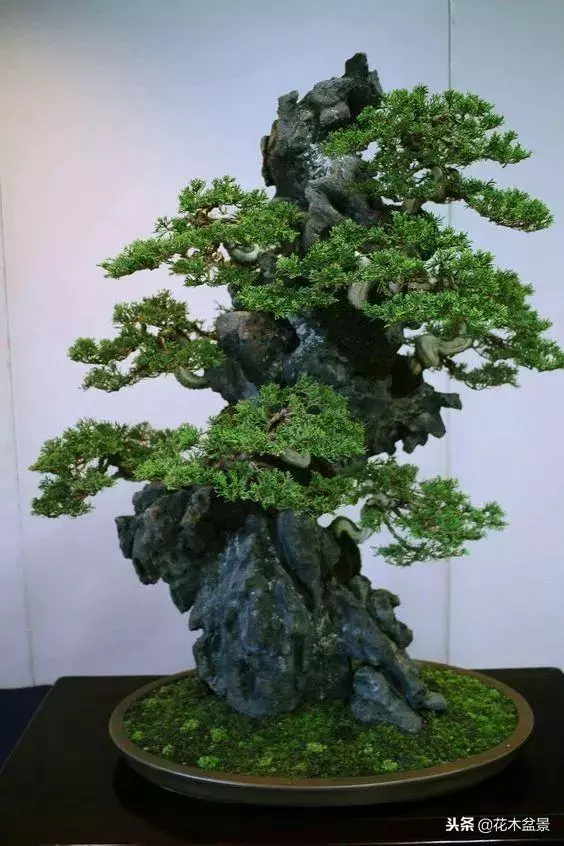 價值幾十萬的附石盆景!太美了!