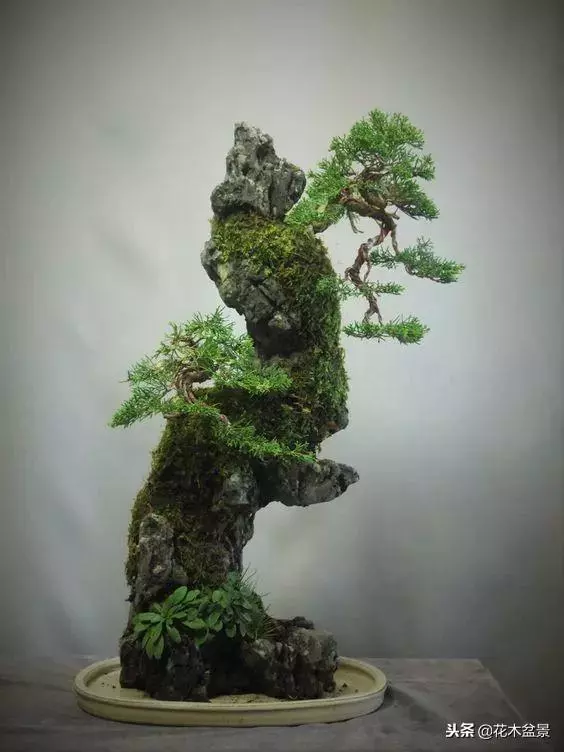 價值幾十萬的附石盆景!太美了!