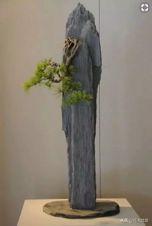 價值幾十萬的附石盆景!太美了!