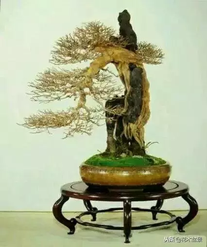 價值幾十萬的附石盆景!太美了!