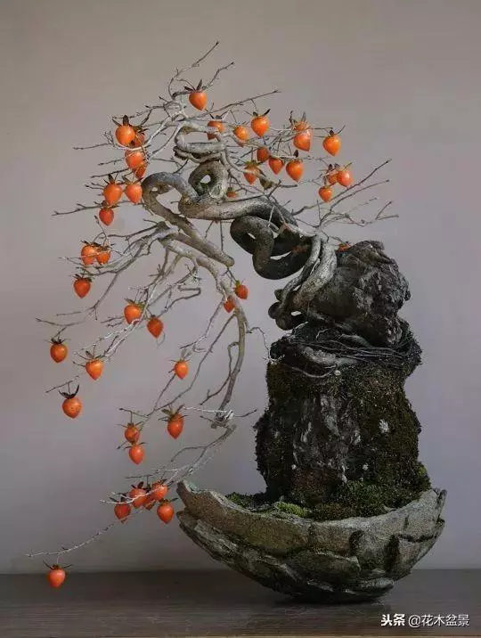 價值幾十萬的附石盆景!太美了!