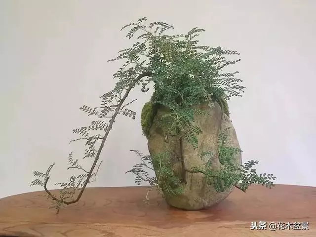價值幾十萬的附石盆景!太美了!