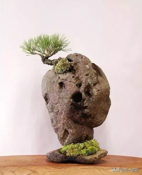 價值幾十萬的附石盆景!太美了!