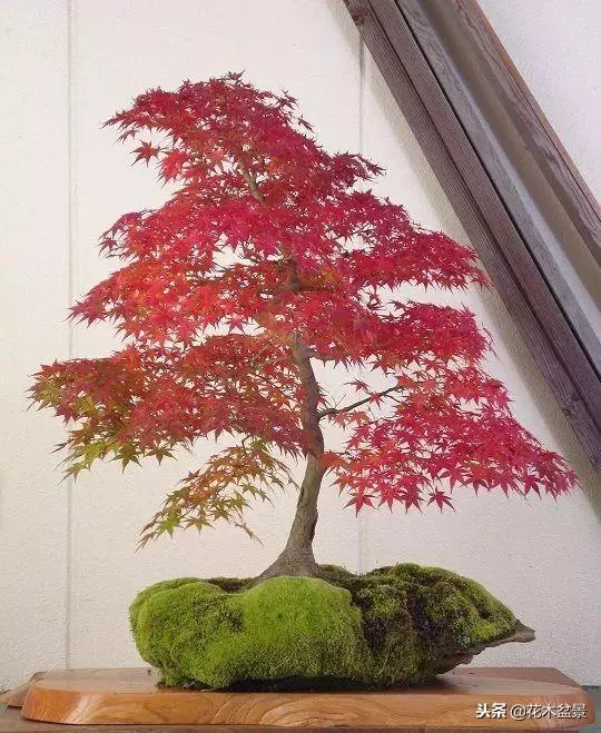 價值幾十萬的附石盆景!太美了!