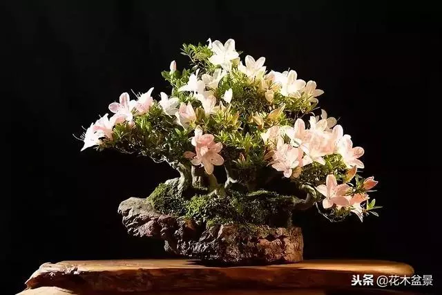 價值幾十萬的附石盆景!太美了!