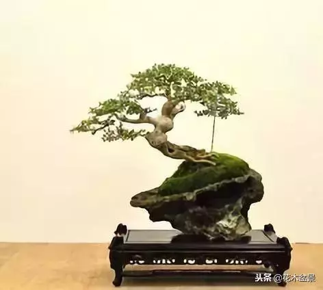 價值幾十萬的附石盆景!太美了!