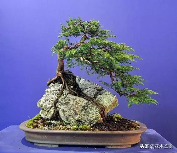 價值幾十萬的附石盆景!太美了!
