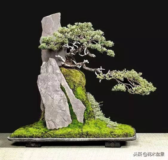價值幾十萬的附石盆景!太美了!